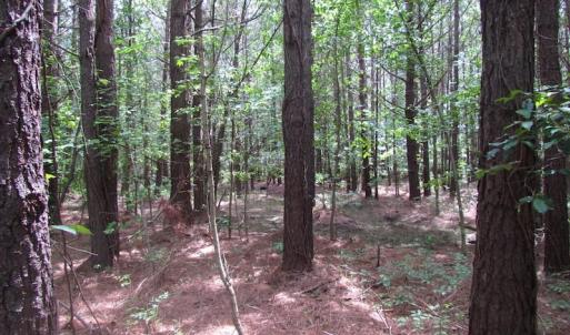 Photo of SOLD!!!  40 Acres of Farm and Hunting Land For Sale in Prince George County VA!