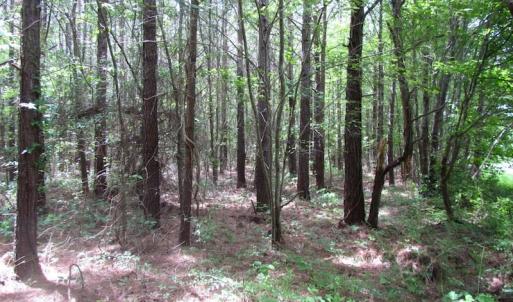 Photo of SOLD!!!  40 Acres of Farm and Hunting Land For Sale in Prince George County VA!