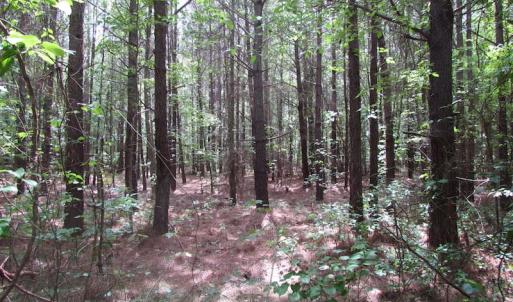 Photo of SOLD!!!  40 Acres of Farm and Hunting Land For Sale in Prince George County VA!