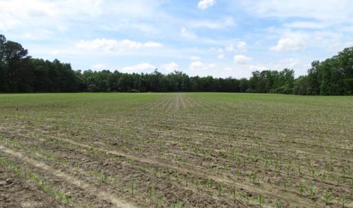 Photo of SOLD!!!  40 Acres of Farm and Hunting Land For Sale in Prince George County VA!
