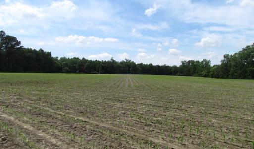 Photo of SOLD!!!  40 Acres of Farm and Hunting Land For Sale in Prince George County VA!