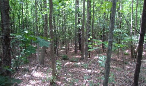 Photo of SOLD!!!  40 Acres of Farm and Hunting Land For Sale in Prince George County VA!