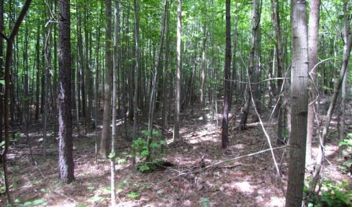 Photo of SOLD!!!  40 Acres of Farm and Hunting Land For Sale in Prince George County VA!
