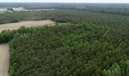 Photo of SOLD!  80 Acres of Farm and Timber Land for Sale in Pitt County NC!