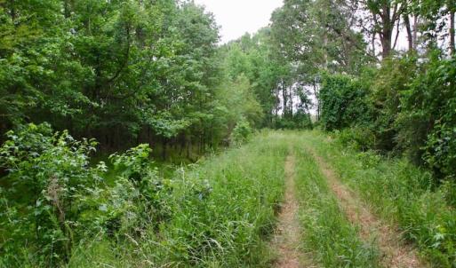 Photo of SOLD!  80 Acres of Farm and Timber Land for Sale in Pitt County NC!