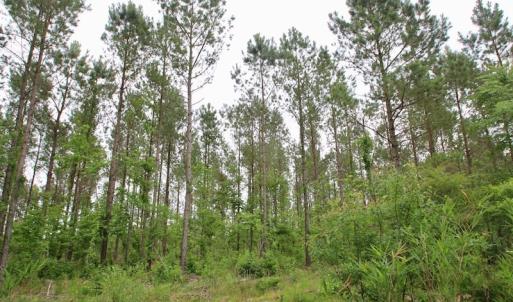 Photo of SOLD!  80 Acres of Farm and Timber Land for Sale in Pitt County NC!