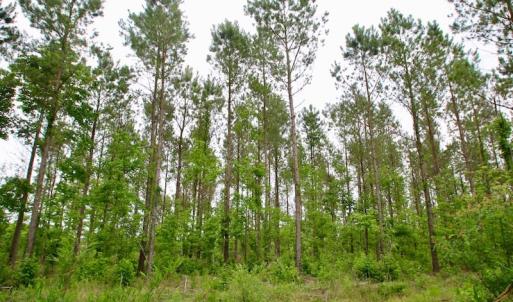 Photo of SOLD!  80 Acres of Farm and Timber Land for Sale in Pitt County NC!