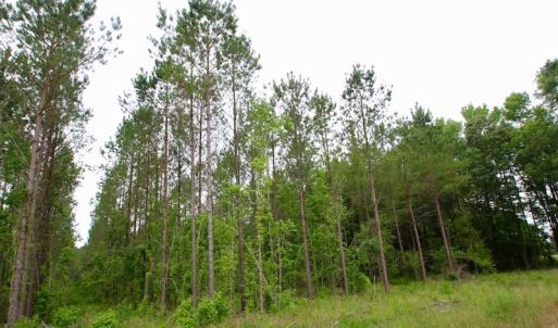 Photo of SOLD!  80 Acres of Farm and Timber Land for Sale in Pitt County NC!