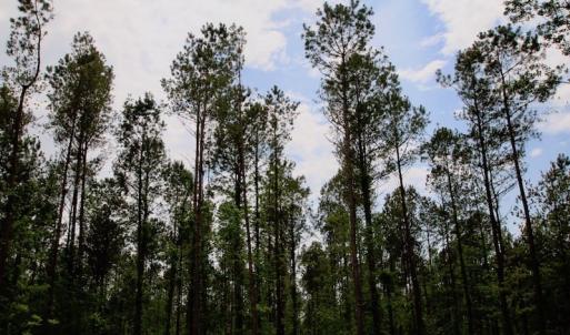Photo of SOLD!  80 Acres of Farm and Timber Land for Sale in Pitt County NC!
