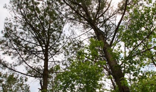Photo of SOLD!  80 Acres of Farm and Timber Land for Sale in Pitt County NC!