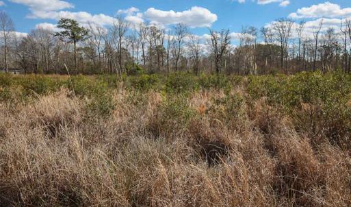 Photo of REDUCED!  15 Acres of Waterfront Land For Sale in Tyrrell County NC!
