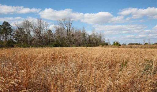 Photo of REDUCED!  15 Acres of Waterfront Land For Sale in Tyrrell County NC!