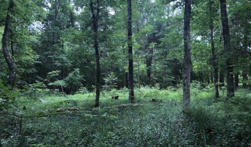 Photo of SOLD! 55 Acres of Residential and Recreational Property For Sale in Chatham County NC!