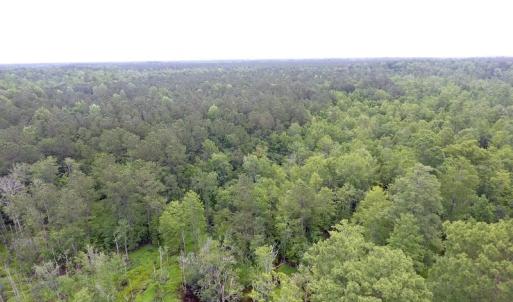 Photo of UNDER CONTRACT!  59 Acres of Hunting and Timber Land for Sale in Pender County NC!
