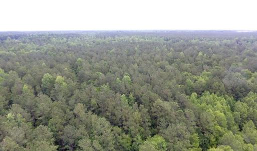 Photo of UNDER CONTRACT!  59 Acres of Hunting and Timber Land for Sale in Pender County NC!