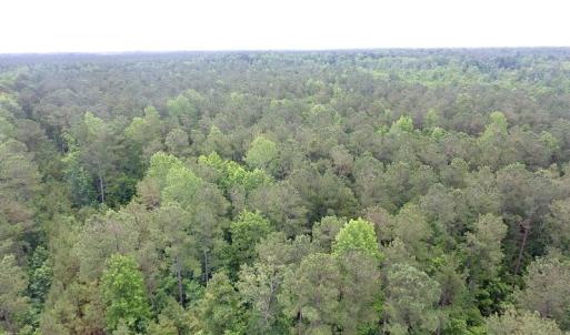 Photo of UNDER CONTRACT!  59 Acres of Hunting and Timber Land for Sale in Pender County NC!