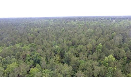 Photo of UNDER CONTRACT!  59 Acres of Hunting and Timber Land for Sale in Pender County NC!
