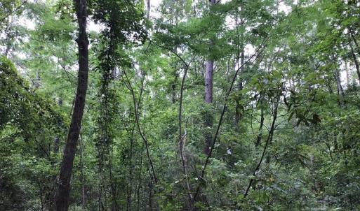 Photo of UNDER CONTRACT!  59 Acres of Hunting and Timber Land for Sale in Pender County NC!