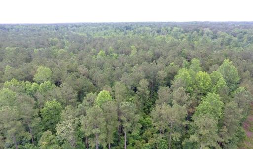 Photo of UNDER CONTRACT!  59 Acres of Hunting and Timber Land for Sale in Pender County NC!