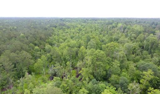 Photo of UNDER CONTRACT!  59 Acres of Hunting and Timber Land for Sale in Pender County NC!