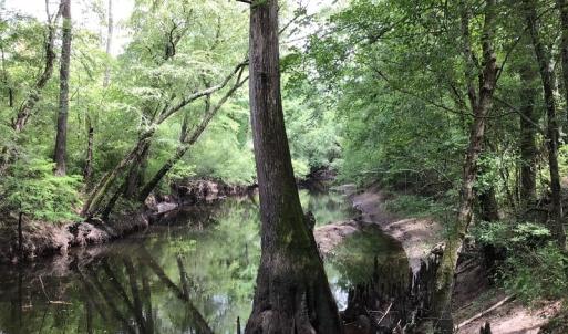 Photo of SOLD!  12.17 Acres of Timber and Hunting Land for Sale in Sampson County NC!
