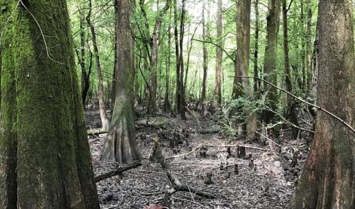 Photo of SOLD!  12.17 Acres of Timber and Hunting Land for Sale in Sampson County NC!