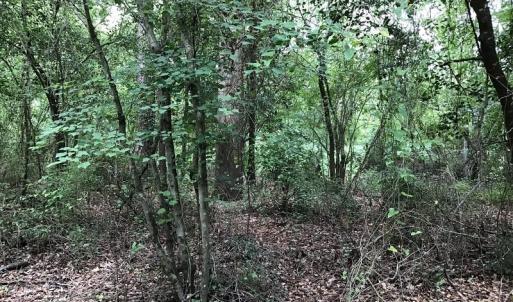 Photo of SOLD!  12.17 Acres of Timber and Hunting Land for Sale in Sampson County NC!