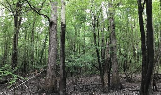 Photo of SOLD!  12.17 Acres of Timber and Hunting Land for Sale in Sampson County NC!