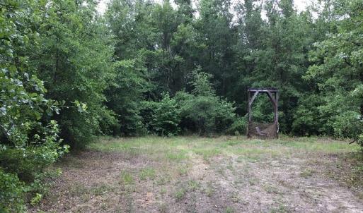 Photo of SOLD!  12.17 Acres of Timber and Hunting Land for Sale in Sampson County NC!