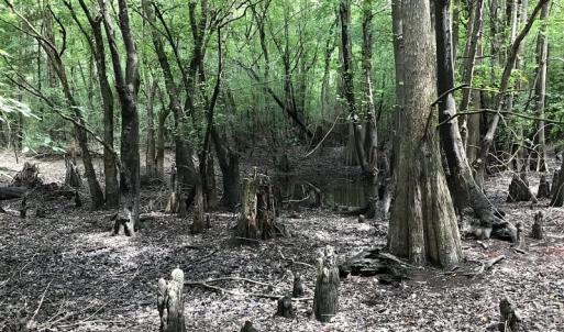 Photo of SOLD!  12.17 Acres of Timber and Hunting Land for Sale in Sampson County NC!