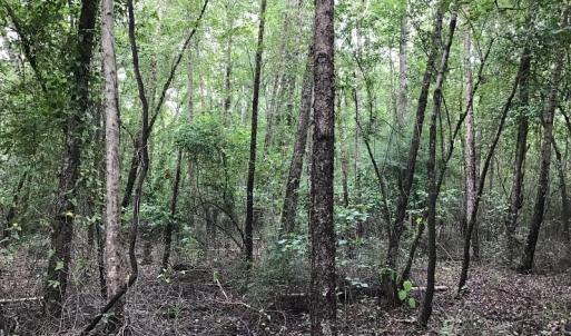 Photo of SOLD!  12.17 Acres of Timber and Hunting Land for Sale in Sampson County NC!