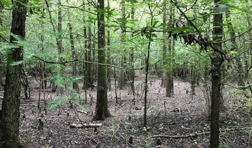 Photo of SOLD!  12.17 Acres of Timber and Hunting Land for Sale in Sampson County NC!