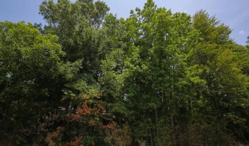 Photo of SOLD!  1 Acre Building Lot For Sale in Chowan County NC!