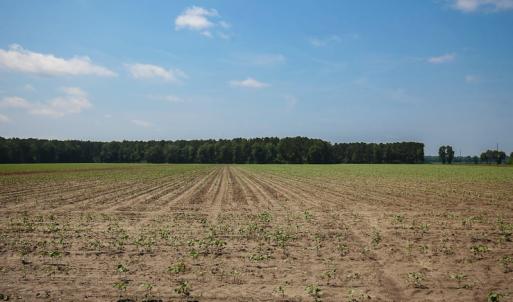 Photo of SOLD! 13 Acre Farm For Sale in Chowan County NC!