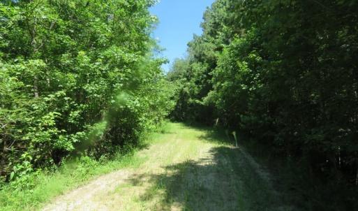 Photo of SOLD!!  460 Acres of Timber Land For Sale in Columbus County NC!