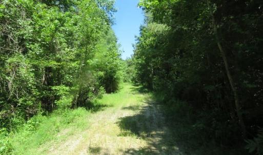 Photo of SOLD!!  460 Acres of Timber Land For Sale in Columbus County NC!
