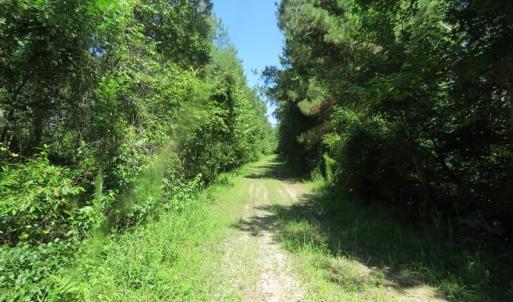 Photo of SOLD!!  460 Acres of Timber Land For Sale in Columbus County NC!