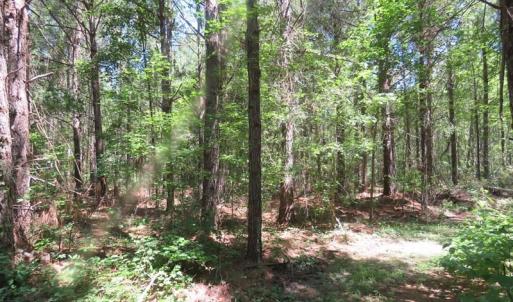 Photo of SOLD!!  460 Acres of Timber Land For Sale in Columbus County NC!
