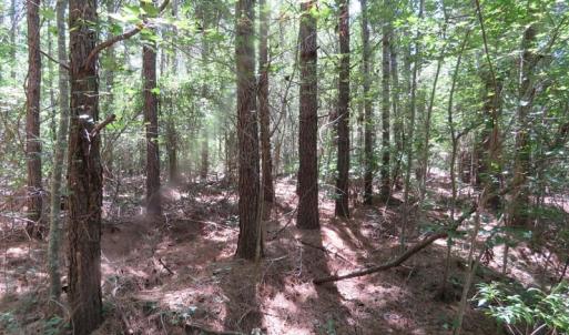 Photo of SOLD!!  460 Acres of Timber Land For Sale in Columbus County NC!