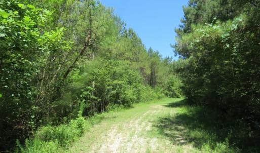 Photo of SOLD!!  460 Acres of Timber Land For Sale in Columbus County NC!
