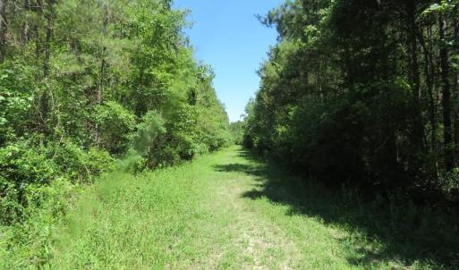 Photo of SOLD!!  460 Acres of Timber Land For Sale in Columbus County NC!