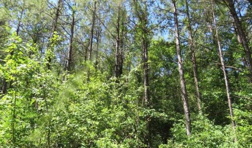 Photo of SOLD!!  460 Acres of Timber Land For Sale in Columbus County NC!