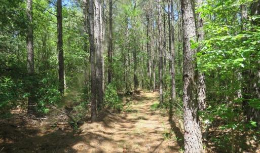 Photo of SOLD!!  460 Acres of Timber Land For Sale in Columbus County NC!