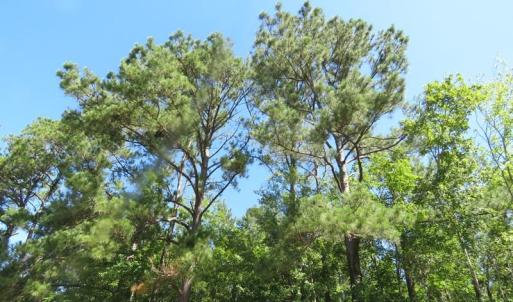 Photo of SOLD!!  460 Acres of Timber Land For Sale in Columbus County NC!