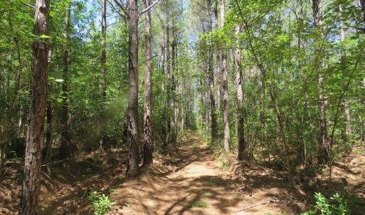 Photo of SOLD!!  460 Acres of Timber Land For Sale in Columbus County NC!