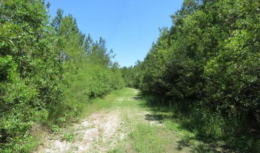 Photo of SOLD!!  460 Acres of Timber Land For Sale in Columbus County NC!