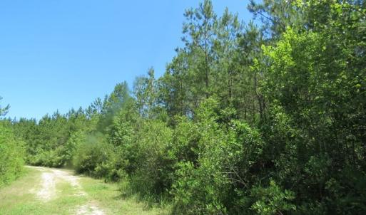 Photo of SOLD!!  460 Acres of Timber Land For Sale in Columbus County NC!