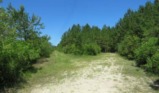 Photo of SOLD!!  460 Acres of Timber Land For Sale in Columbus County NC!