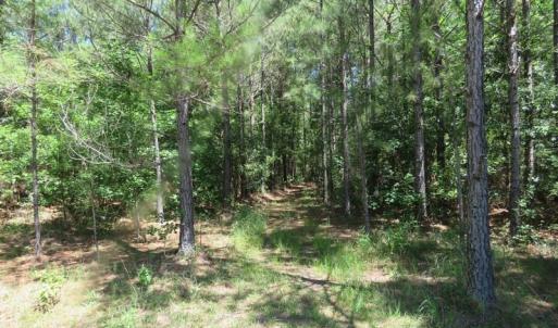 Photo of SOLD!!  460 Acres of Timber Land For Sale in Columbus County NC!
