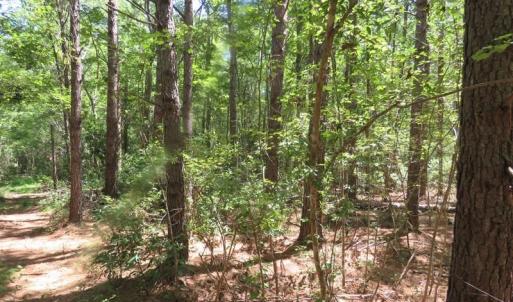 Photo of SOLD!!  460 Acres of Timber Land For Sale in Columbus County NC!